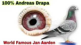 Original Andreas Drapa Racing Pigeon - Jan Aarden Pigeon - Imported Racer Kabootar
