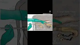 HEAT CYCLE IN COW BUFFALO #artificialinsemination  #animal #vet #short #cow #animals #shorts #yt