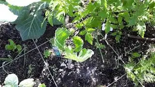 Growing your own food| How to harvest collard greens