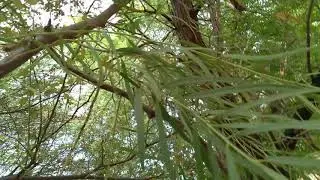 Parasite Plant on a Jujube Tree
