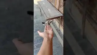 This Animal Can Fly?! Meet the Flying Squirrel! 🐿️✈️&rdquo;
