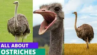 All About Ostriches: Interesting Facts and Behaviours - jungle Hug