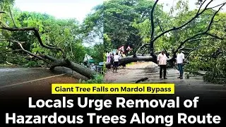 Giant Tree Falls on Mardol Bypass Locals Urge Removal of Hazardous Trees Along Route