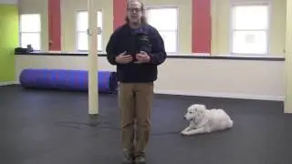 Deaf dog off leash training remote collar Solid K9 Training