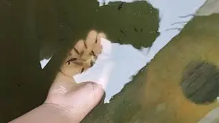 feeding chicken to my baby fish of my terrace pond #new experimental experience #fish #aquarium fish