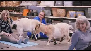 Starkie Bros Goat Yoga