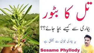 Sesame Phyllody Disease and its management | Sesamum Phyllody Disease | Abid Ali Agrarian