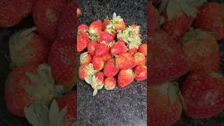 🌙 Ramadan special Strawberry 🍓 milkshake 😋 #shorts #sharbat #ramadan #iftar #iftarrecipe #strawberry