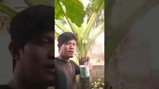 WHY  GROW GIANT Taro Alocasia like this faster #elephant #ear #short #shorts #part10
