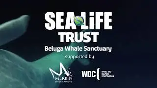 The Sea Life Trust: Beluga Whale Sanctuary