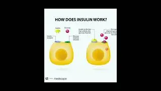 How does Insulin work? #health #fact #doctors #knowledge