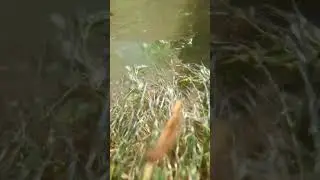 intstaller song (underwater world)#nature #naturecloseup