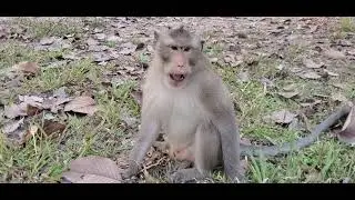 #fanny monkey #lovely #cute baby monkey #monkey monkey #zoo #love monkey #Animal #baby monkey #cute 