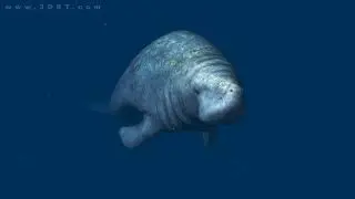 3DRT Manatee