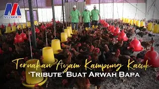 Ternakan Ayam Kampung Kacuk 'Tribute' Buat Arwah Bapa