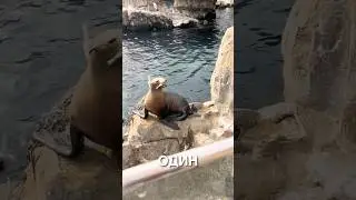 Наглый тюлень 😂 #истории #история #новости #новость #shorts