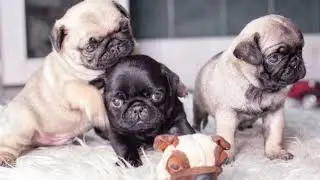 😍  Pugs: Living Proof That Cuteness Can Snort