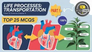 MCQ CLASS 10 SCIENCE CHAPTER 6 LIFE PROCESSES TRANSPORTATION