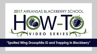 Spotted Wing Drosophila ID and Trapping in Blackberry (4 of 4)