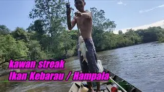 Kawan Strike Ikan Hampala/Kebarau/Sebarau,, Seru Mancing kebarau tarikannya mantap👍