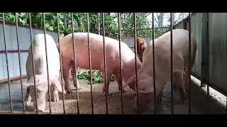Healthy Large White and Landrace Pigs Papua New Guinea
