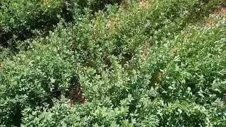 Update on the Alfalfa Lucerne grown with drip tape 20210915 HTP Boer Goat Farming