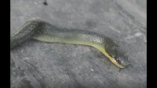 CULEBRAS CAUSAN TEMOR EN ZONA AGRÍCOLA DE LA CUENCA DEL LAGO SAN PABLO, CANTÓN OTAVALO