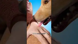 Can a Dog&rsquo;s Lick Be Deadly? Her Story Will Shock You 😱 #short - Creativelearning3d