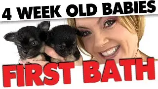 Chihuahua Puppy's first bath | Sweetie Pie Pets by Kelly Swift