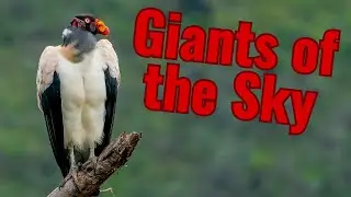 The Evolution and Biology of Condors and King Vulture| Symbols of the Land