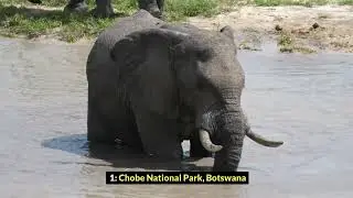 10 Of The World's Best Places To See Elephants | Top 10 Countries With Most Elephant population