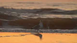 Strandwandeling 2025 &mdash; Teaser natuurvideo voor zorginstellingen | Natuurscherm