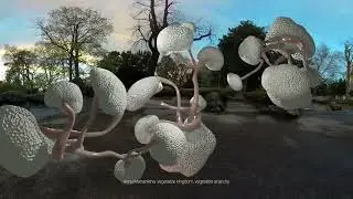 SensUs. Augmented Nature-Cultures. AR Exhibition in Karlsruhe
