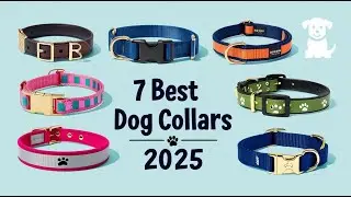 Best Dog Collars 2025 &mdash; Which One is Right for Your Pup?