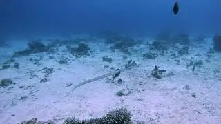 Dahab @ ScubaSeekers - Jan 2026