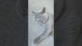 Do Cats have healing powers? #cats #cat #catlover #spirituality