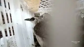 Baru datang burung murai medan - kenari - cendet - srdc - ciblek - pleci - jalak - anis merah - DLL