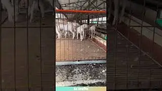 Sheep manure conveyor: collects droppings for farm fertilizer! #agriculture  #farming  #sheep