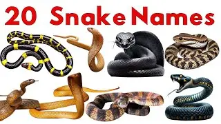 20 Snake Names for Kids | Learn Snake Names in English & Hindi | Educational Animal Video