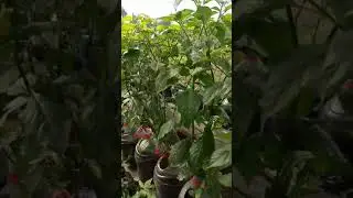 Aplikasi pupuk Bio Meta pada tanaman cabe dalam galon