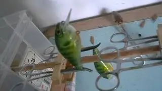 152nd Street Custom Paint Crank Baits