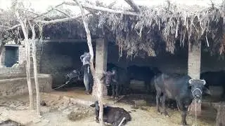 MIRPUR KHAS. (SINDH) VISIT TO A VILLAGE.
