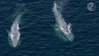Icarus &ndash; on the move with animals