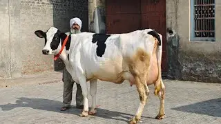 2 ਗਾਵਾਂ ਵਿਕਾਊ, 2 Cows for sale 