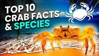 Top 10 Craziest Crab Facts and Species in the World