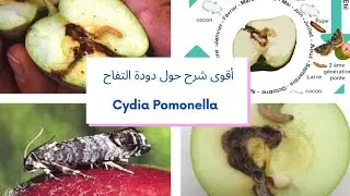 أقوى شرح حول فراشة التفاح Cydia pomonella