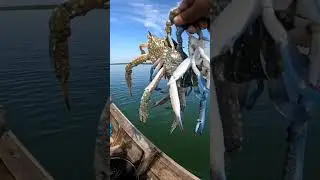 cari kepiting rajungan di laut
