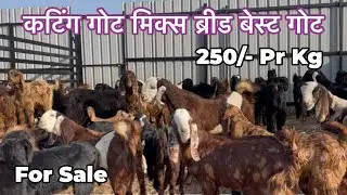 इतना सस्ता Bakra 😱 | Kting Goat Mix Breed | 250 Rupaye Kg