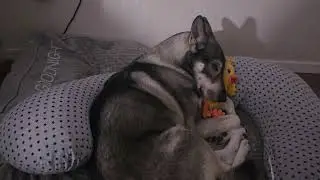 What you German Shepherd Husky mix dog needs to get a good night sleep.