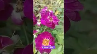 Midnight blue colour rose #garden #rare #flowers #plant